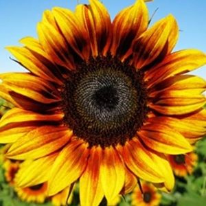 Meet your Posher, Barbara